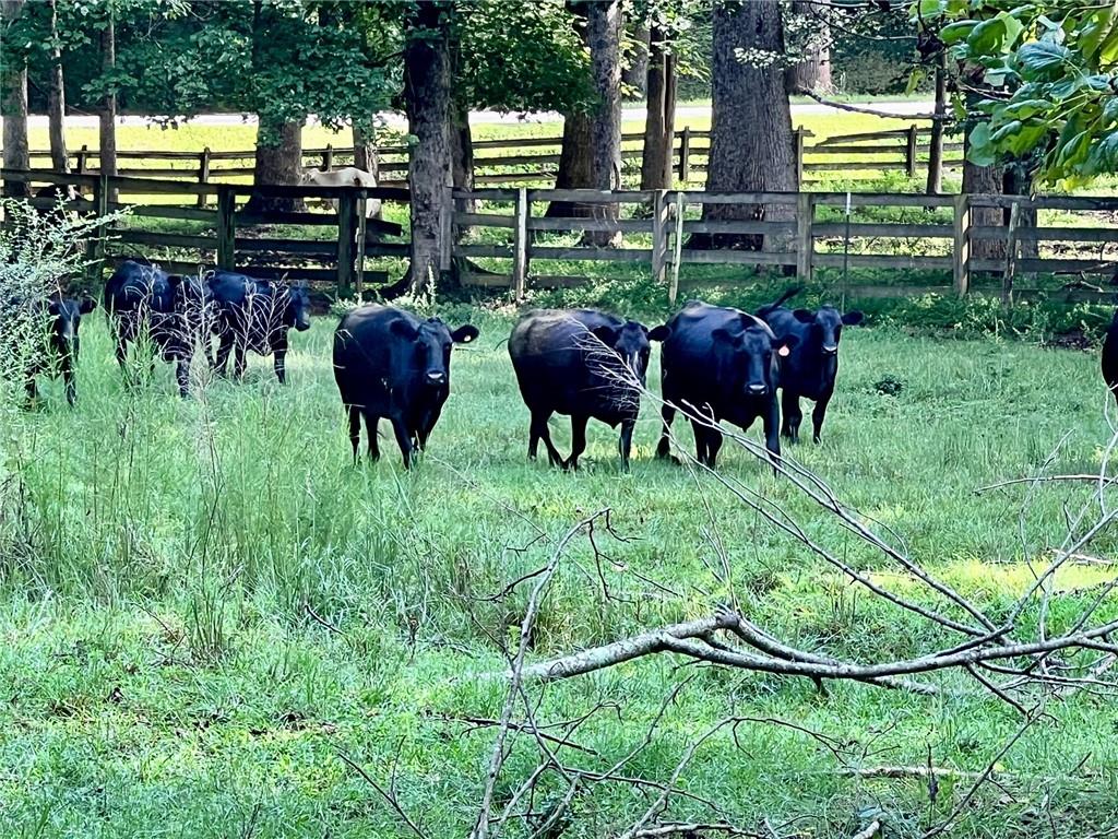 6223 Hulsey Road Clermont, GA 30527 - Photo 5 of 53 a view of yard with seating area and trees around
