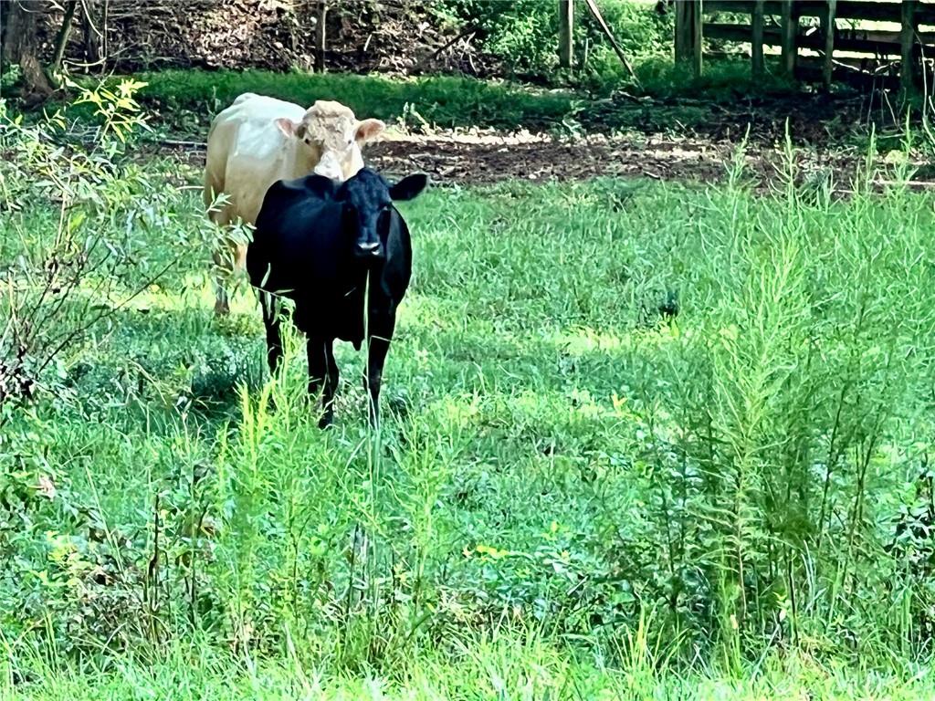 6223 Hulsey Road Clermont, GA 30527 - Photo 6 of 53 a view of a yard in a forest
