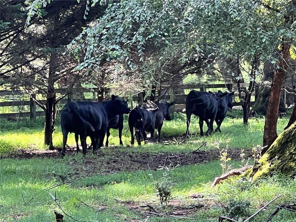 6223 Hulsey Road Clermont, GA 30527 - Photo 8 of 53 a view of trees and barn in a yard