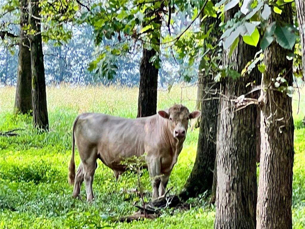 6223 Hulsey Road Clermont, GA 30527 - Photo 10 of 53 a backyard of a house with lots of green space