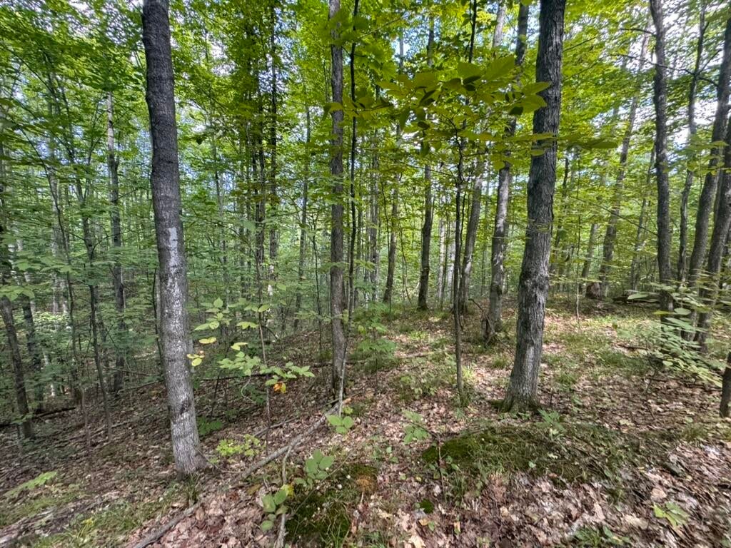 V/l Adams Road Wolverine, MI 49799 - Photo 8 of 14 Gallery Image 8