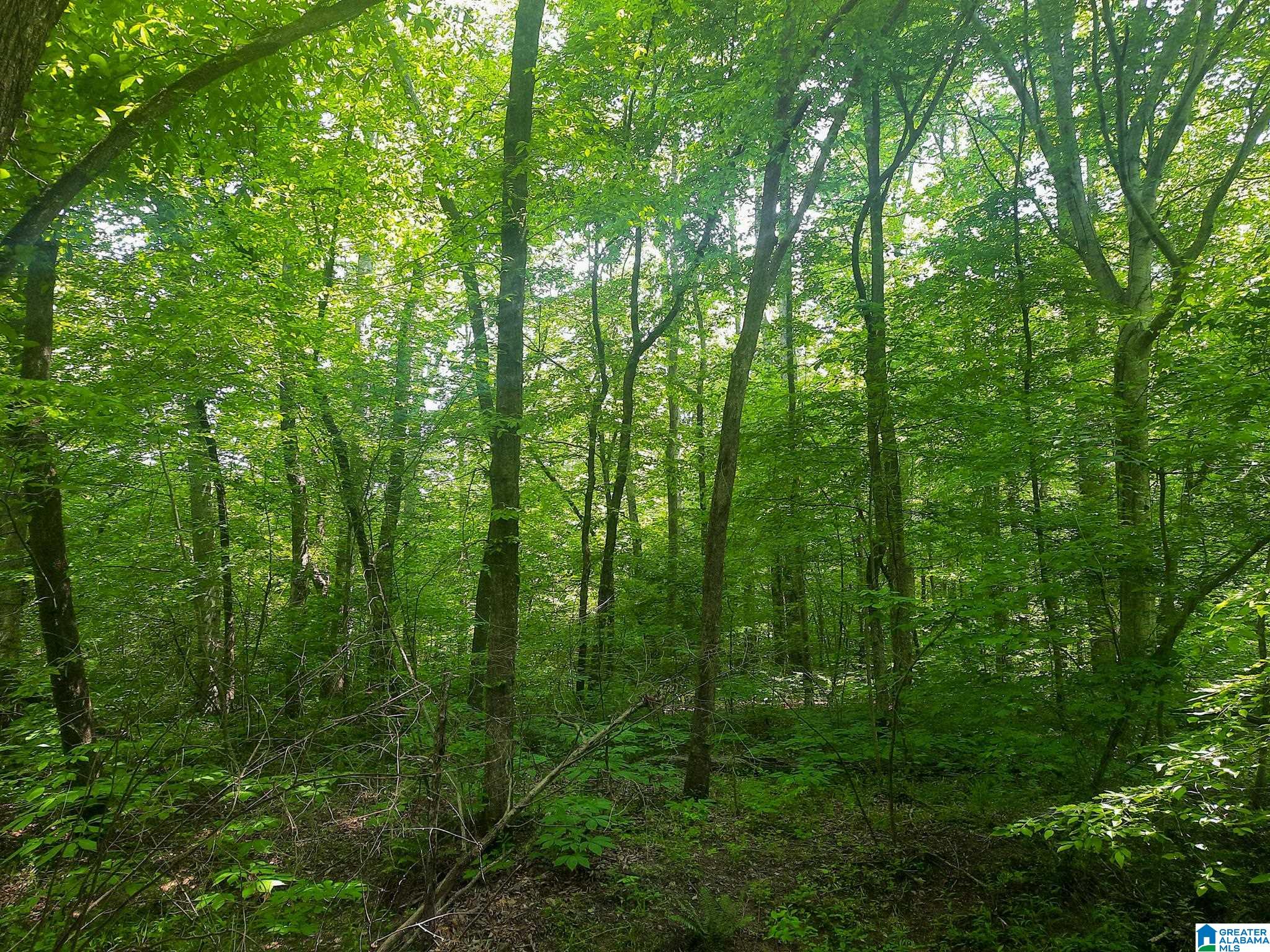 Hale Creek Road Oneonta, AL 35121 - Photo 4 of 17