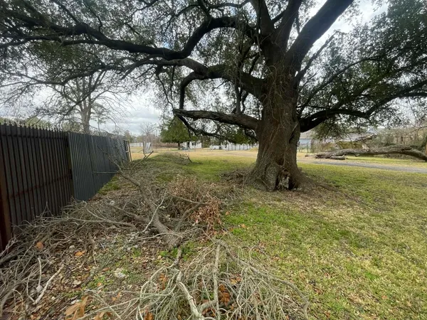 a view of backyard with tree