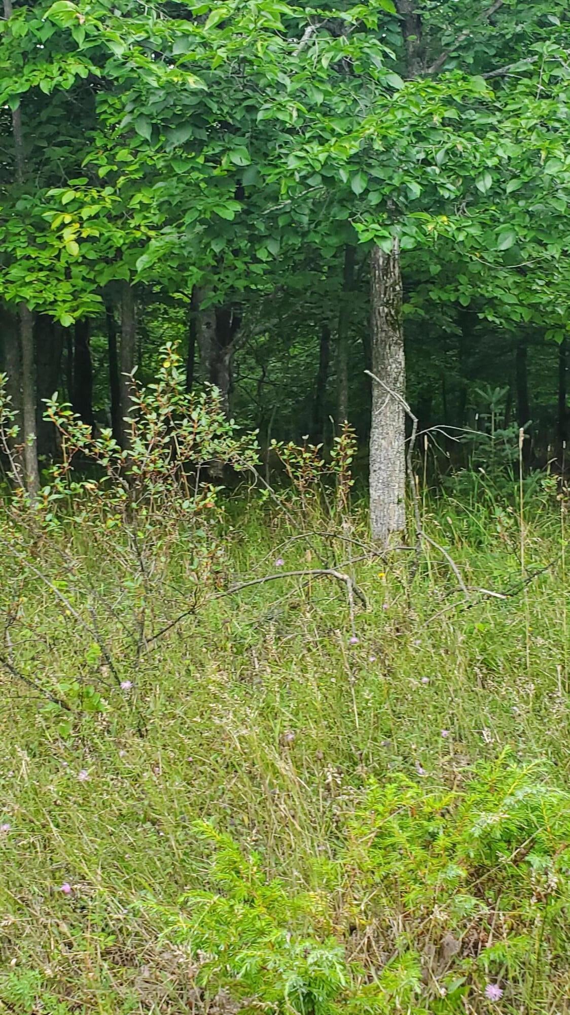 V/l 20-ac Monaghan Point Road Alpena, MI 49707 - Photo 19 of 30 20250824_124335