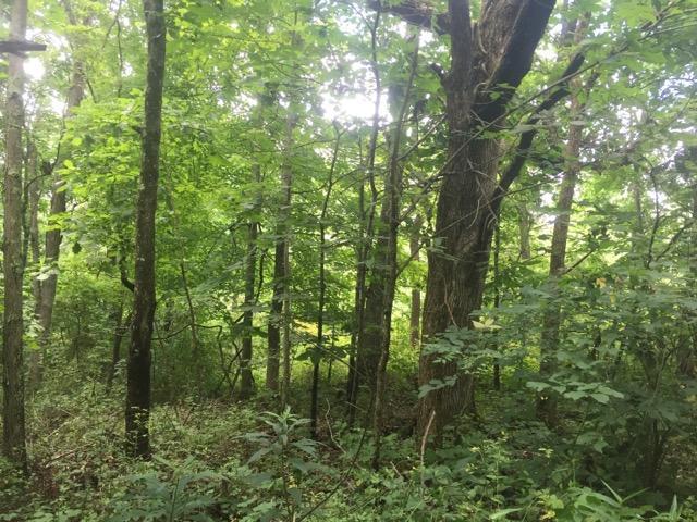 0 Castor Cemetery Road Albany, OH 45710 - Photo 12 of 18