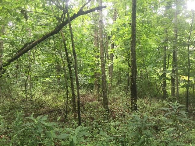 0 Castor Cemetery Road Albany, OH 45710 - Photo 13 of 18