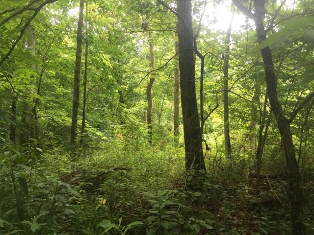 0 Castor Cemetery Road Albany, OH 45710 - Photo 14 of 18