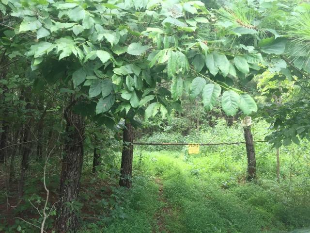 0 Castor Cemetery Road Albany, OH 45710 - Photo 2 of 18