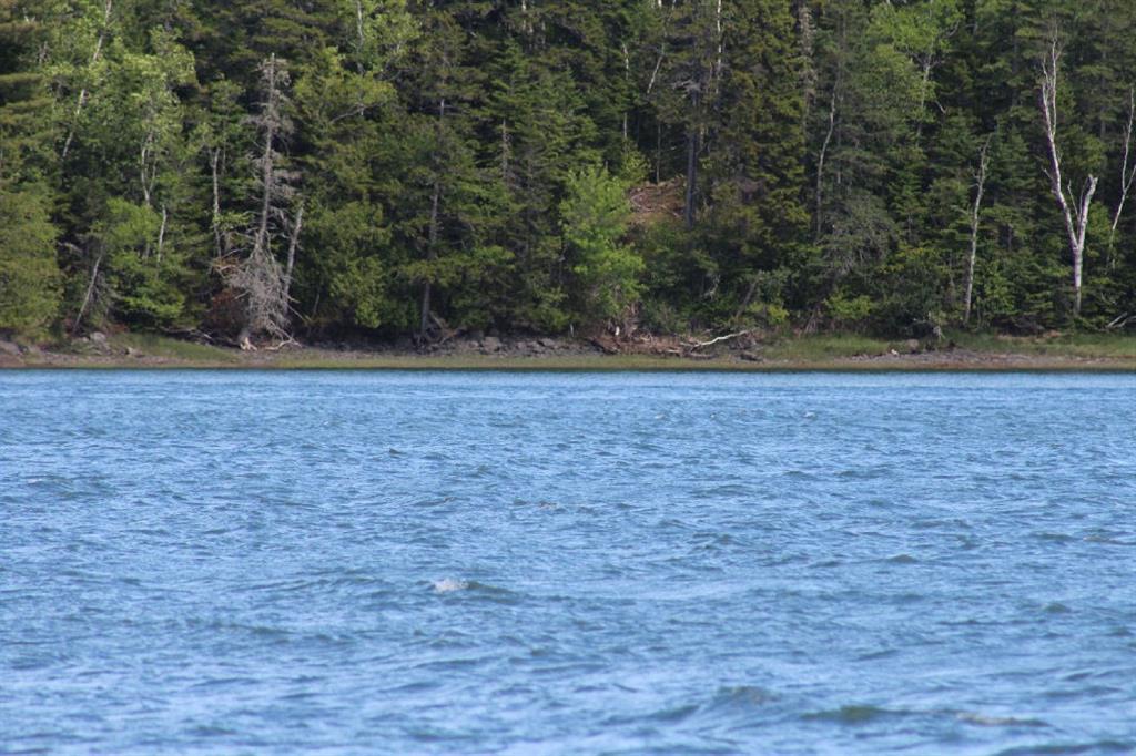 Lot 2 Tideway Lane Lubec, ME 04652 - Photo 5 of 18 lot 2 cove from water