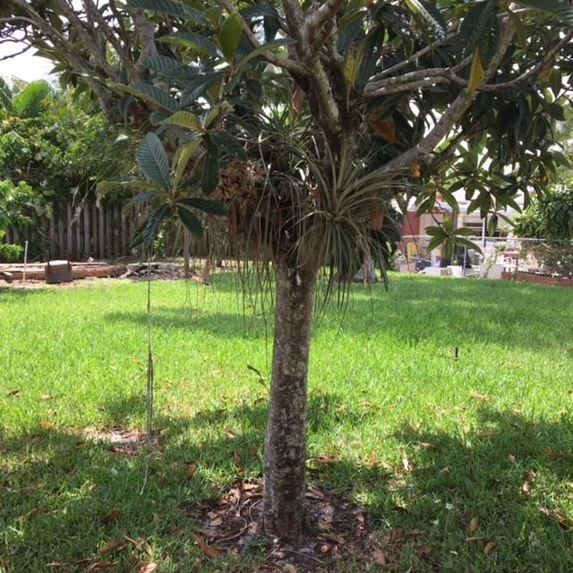 428 West Royal Palm Road Boca Raton, FL 33432 - Photo 8 of 11 Photo 8