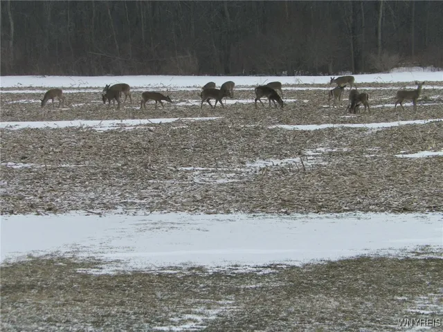 $818,000 | 5141 Crittenden Road, Newstead, NY 14001