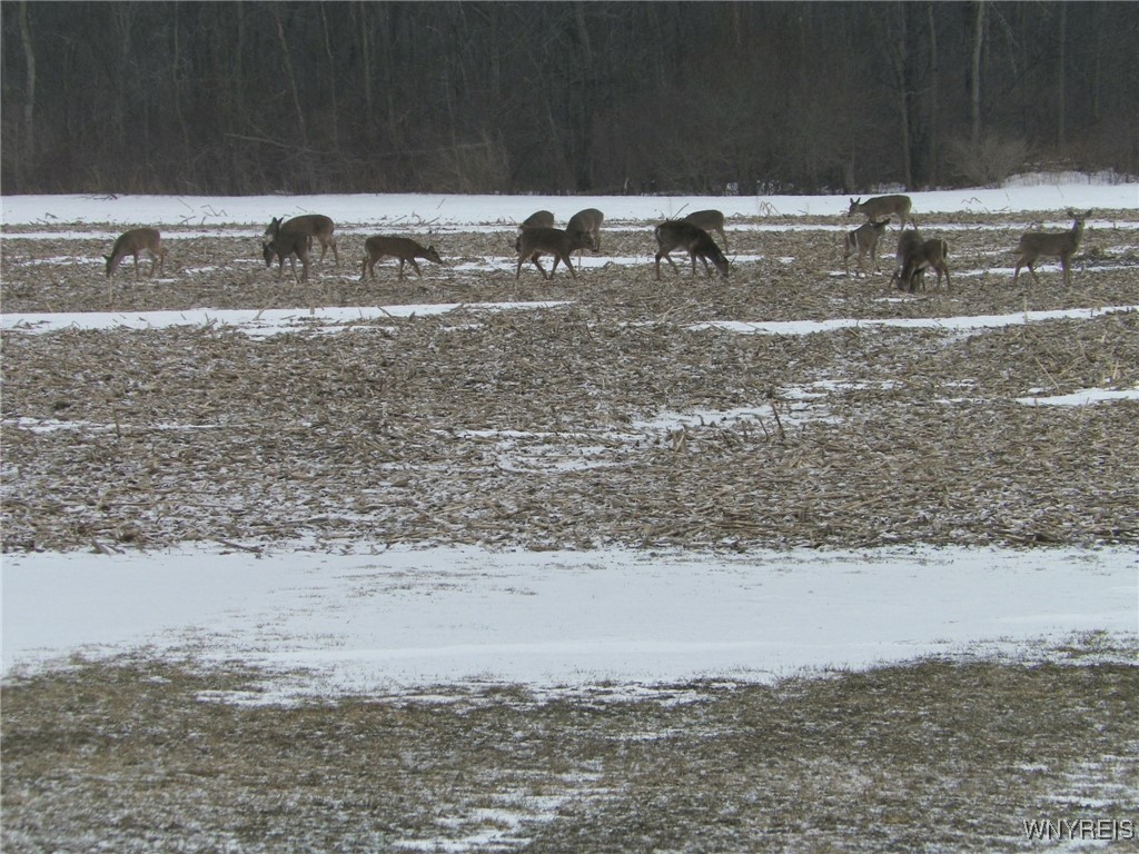 5141 Crittenden Road Newstead, NY 14001 - Photo 48 of 49