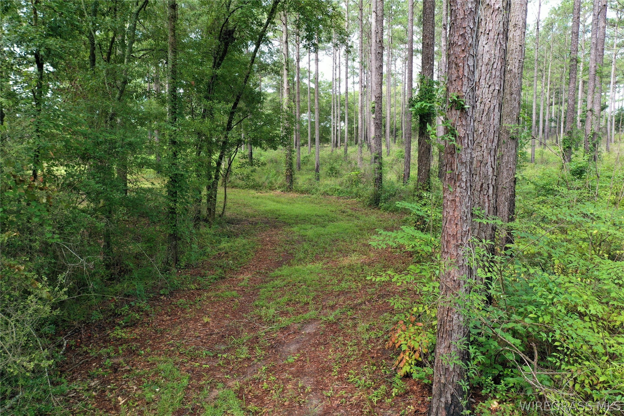 26775 Weaver Place Road Opp, AL 36467 - Photo 35 of 49 Gallery Image 35