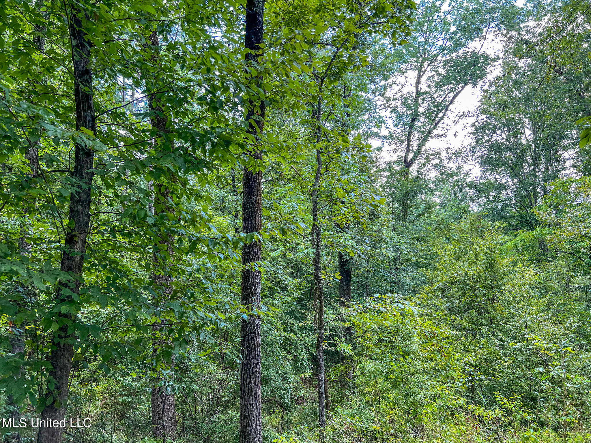 Tbd Hurricane Road Hermanville, MS 39086 - Photo 18 of 42 IMG_3880