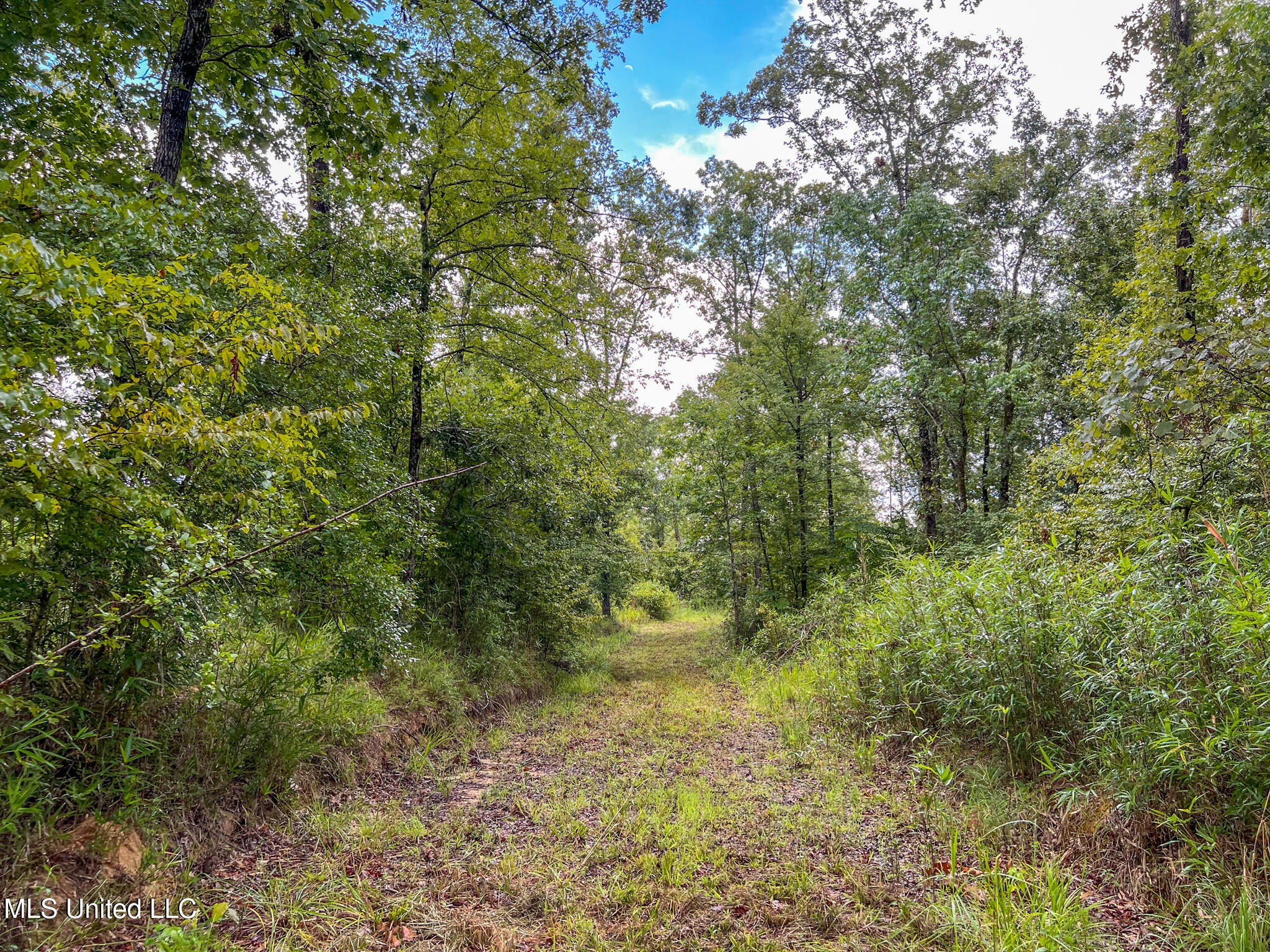 Tbd Hurricane Road Hermanville, MS 39086 - Photo 22 of 42 IMG_3884