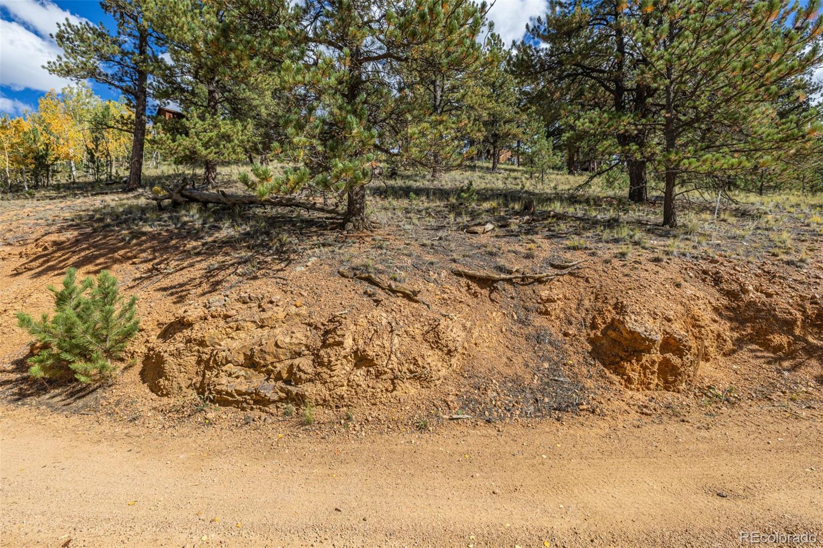103 Gross Road Bailey, CO 80421 - Photo 17 of 21 a view of a yard with a tree