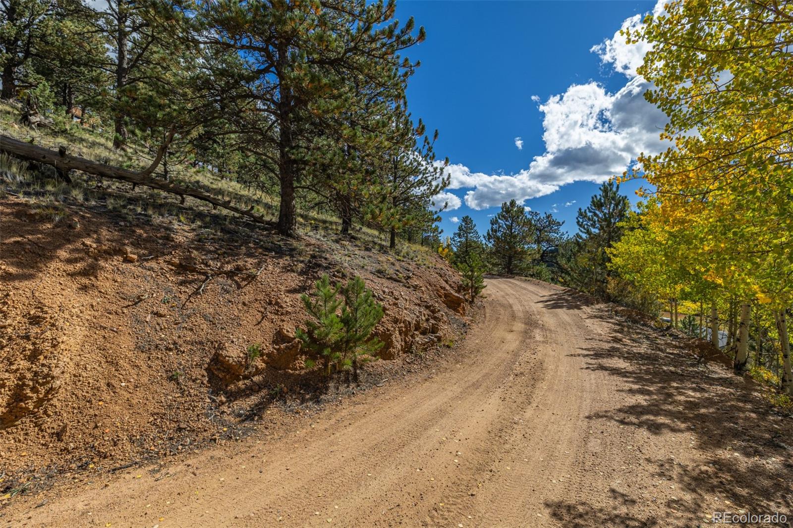 103 Gross Road Bailey, CO 80421 - Photo 19 of 21 a view of a yard with plants and tree