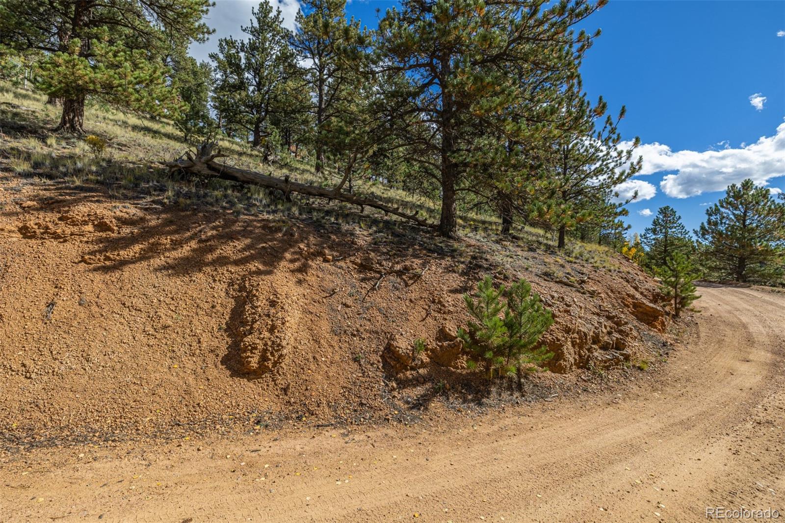 103 Gross Road Bailey, CO 80421 - Photo 20 of 21 a view of a dry yard with trees