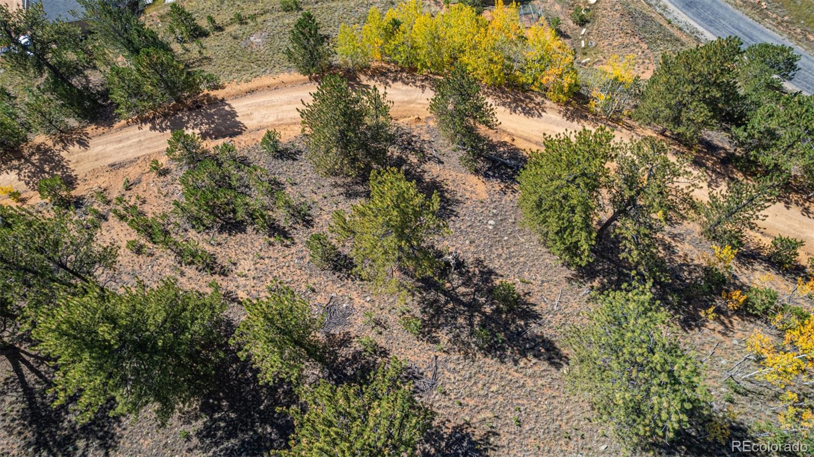 103 Gross Road Bailey, CO 80421 - Photo 5 of 21 a view of a forest with a tree
