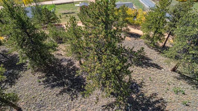 a view of a forest with a tree