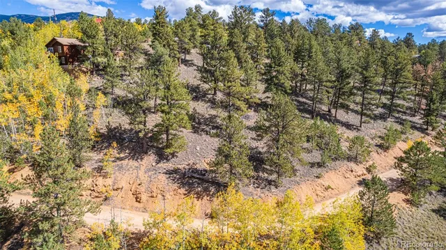a view of a forest with a tree