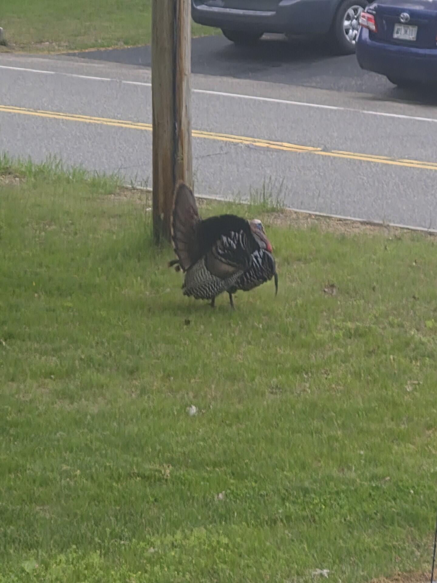 336 Granite St Extension Biddeford, ME 04005 - Photo 42 of 47 Turkeys