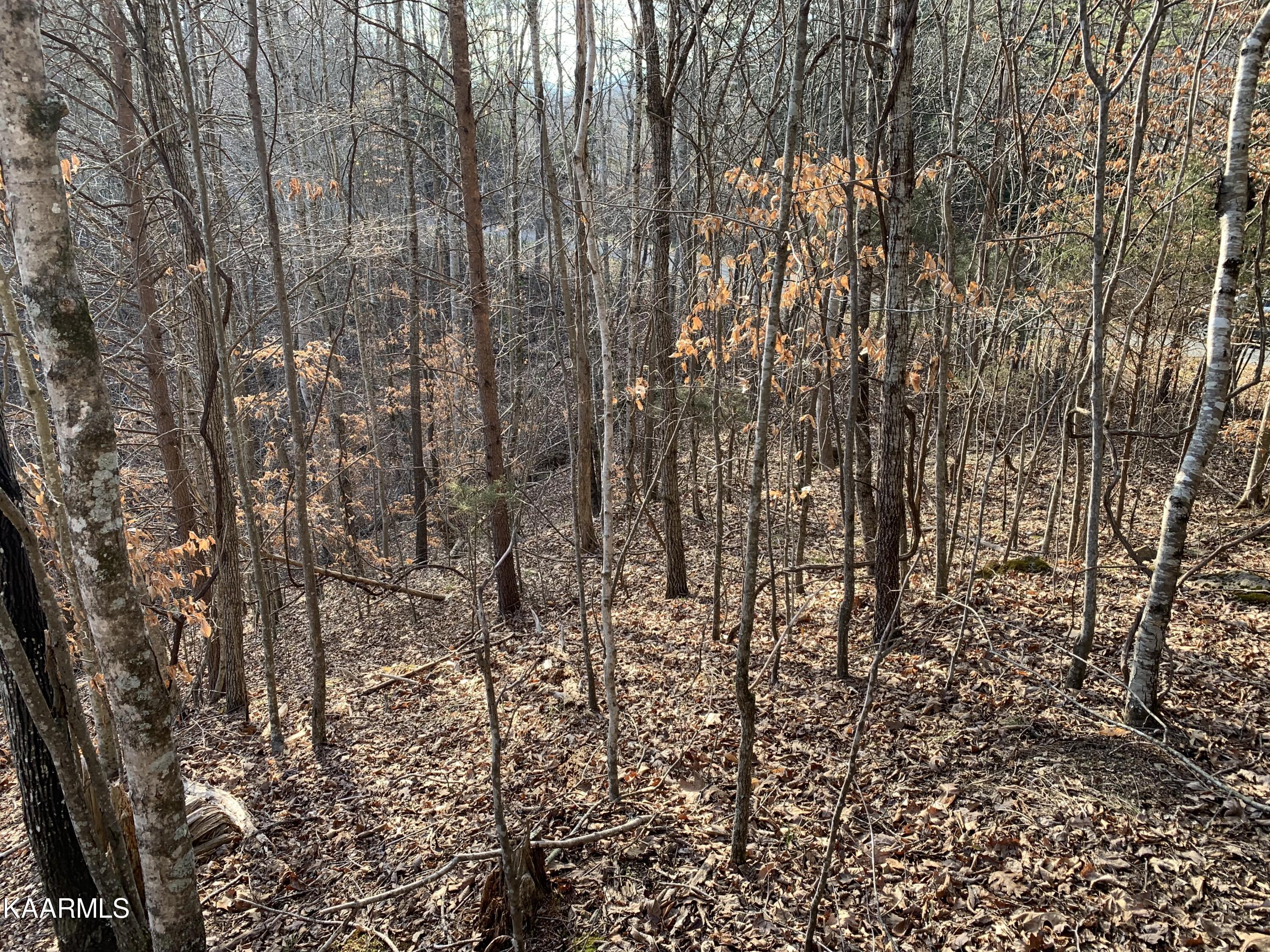 Lot 65 Ridgecrest Road New Tazewell, TN 37825 - Photo 3 of 41 Photo 3