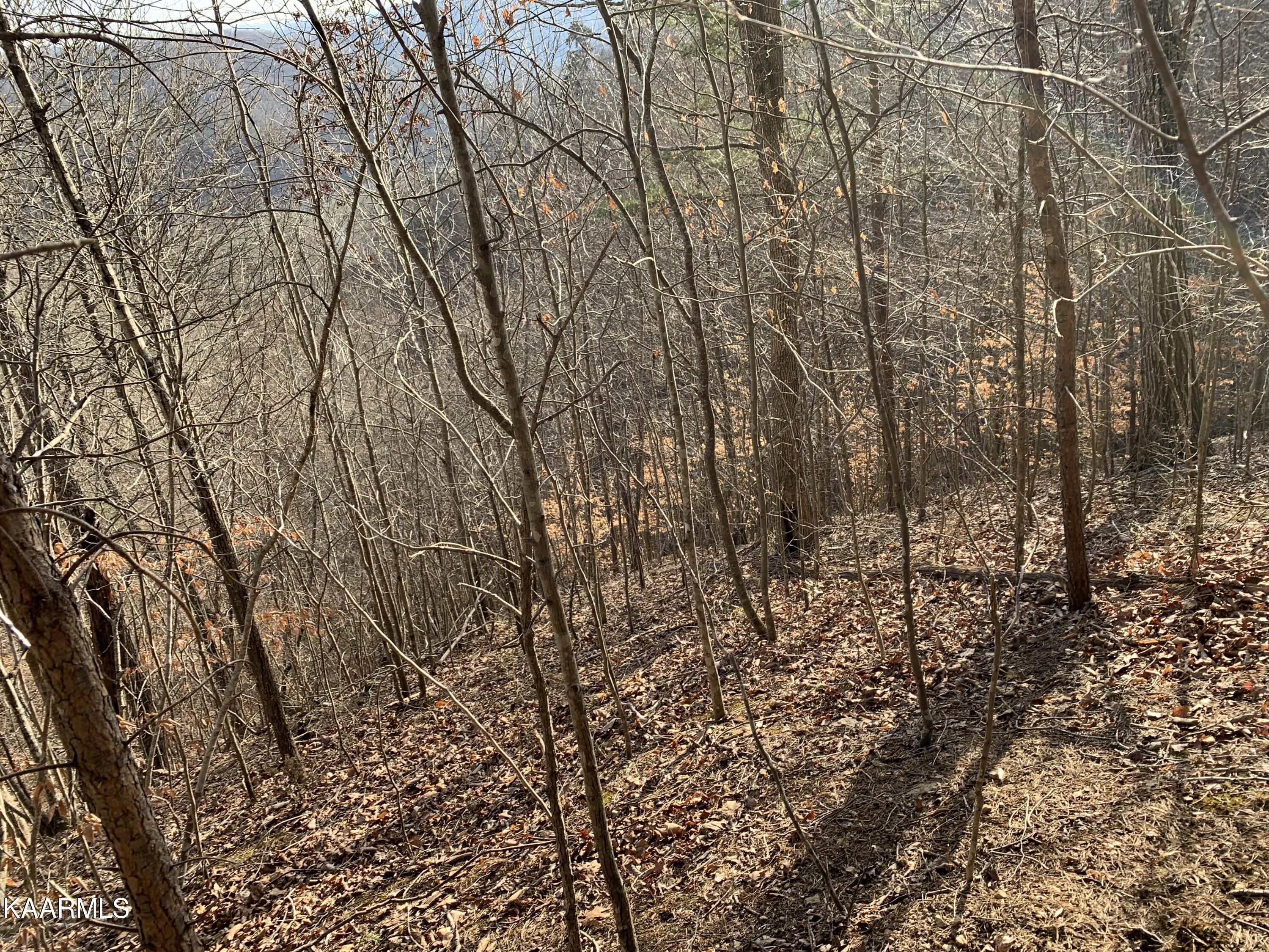 Lot 65 Ridgecrest Road New Tazewell, TN 37825 - Photo 4 of 41 Photo 4