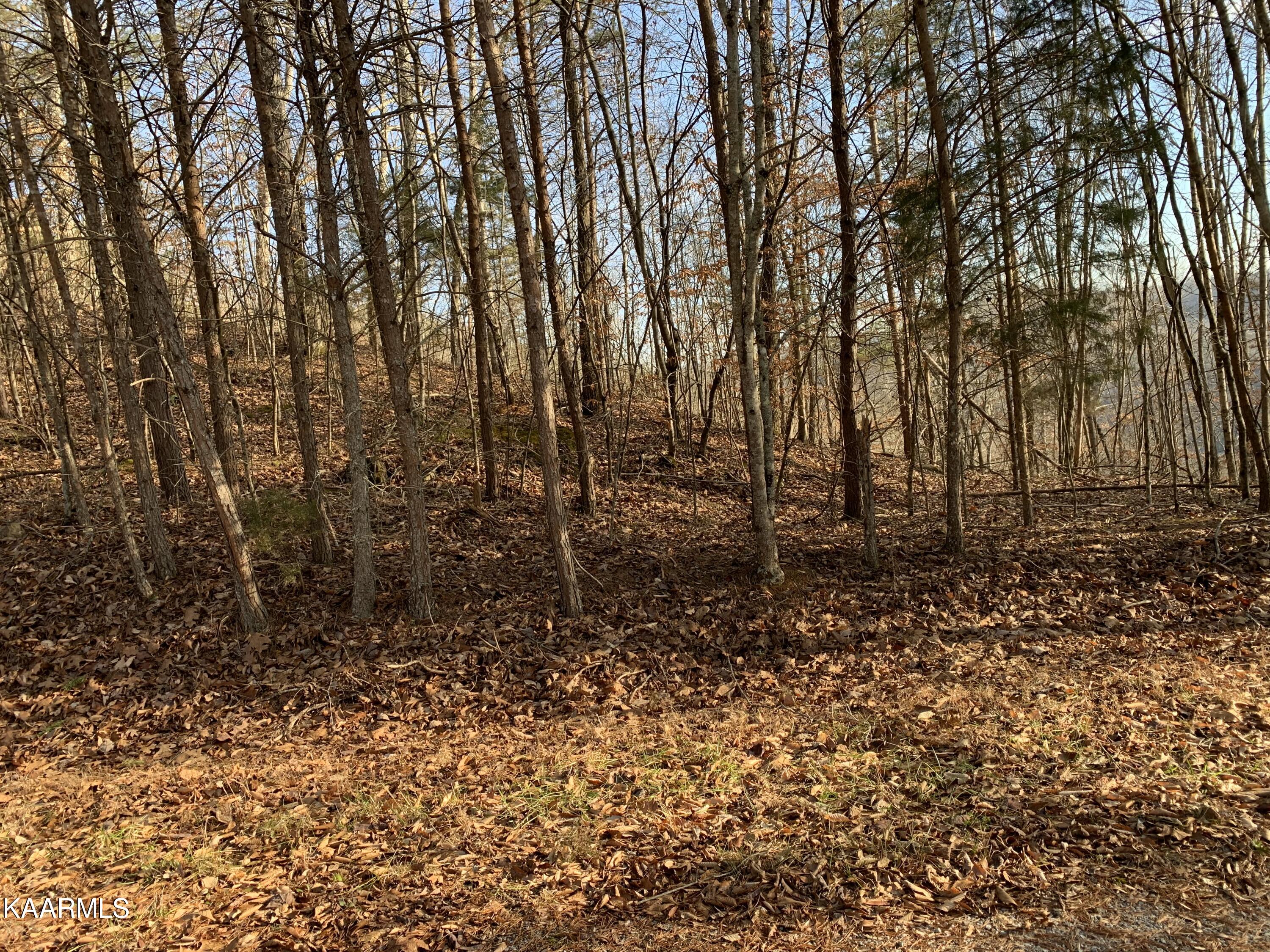 Lot 65 Ridgecrest Road New Tazewell, TN 37825 - Photo 7 of 41 Photo 7