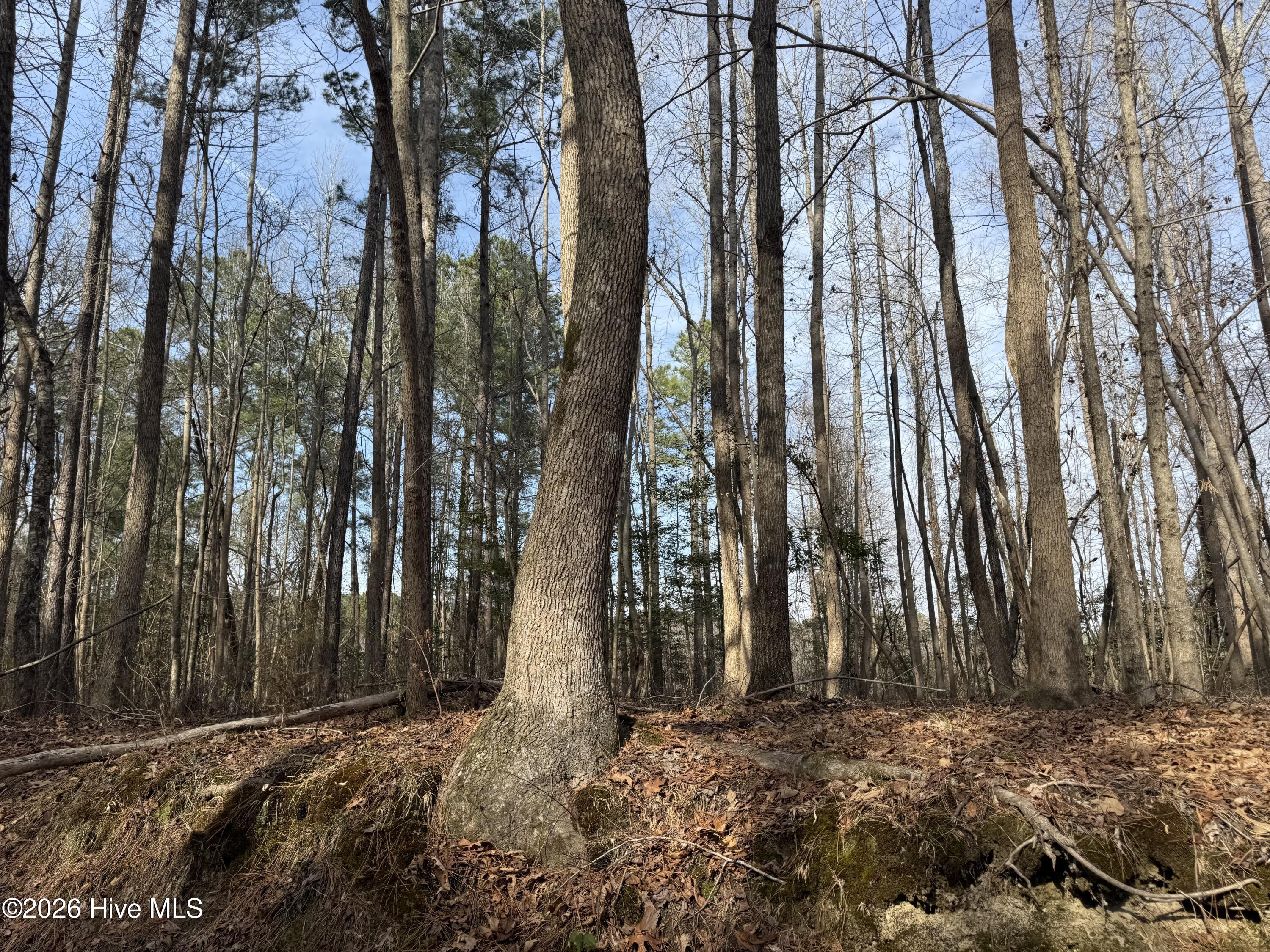 269 Creek Road Bath, NC 27808 - Photo 5 of 22 IMG_2645