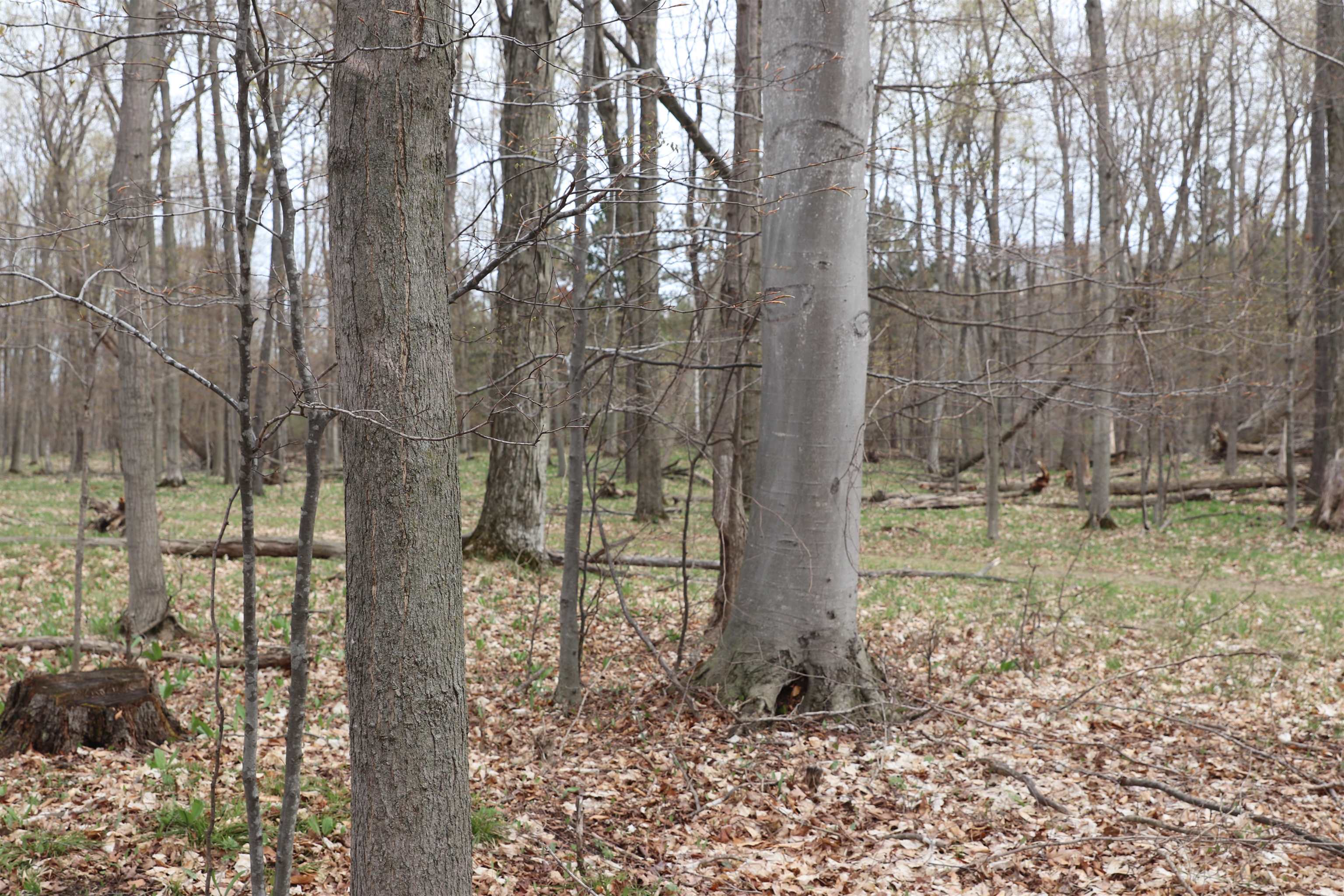 Lot 14 Crystal View Common Frankfort, MI 49635 - Photo 6 of 6