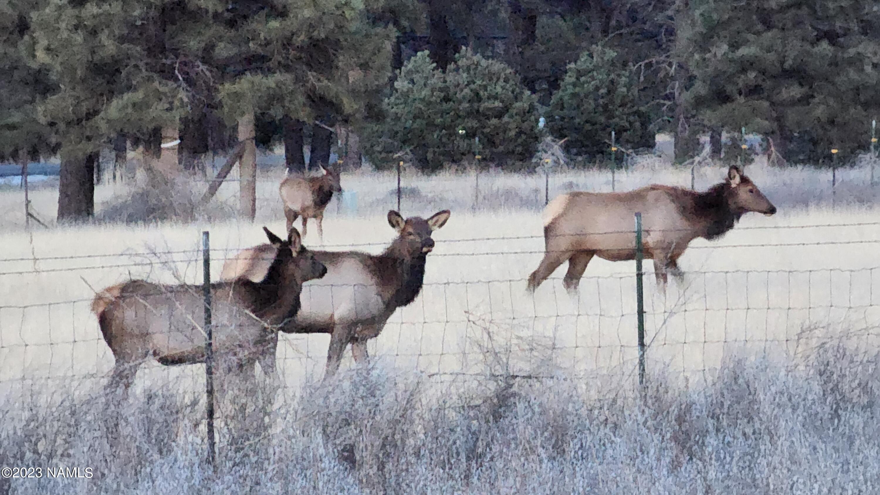 7735 Koch Field Road Flagstaff, AZ 86004 - Photo 8 of 51 20221226_173239