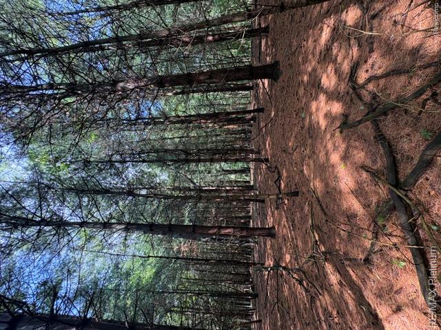 2 Dauner Road Fenton, MI 48430 - Photo 4 of 16 Beautiful Forestry