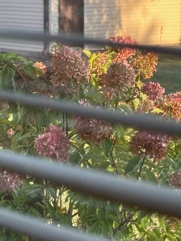 a view of a field with large trees