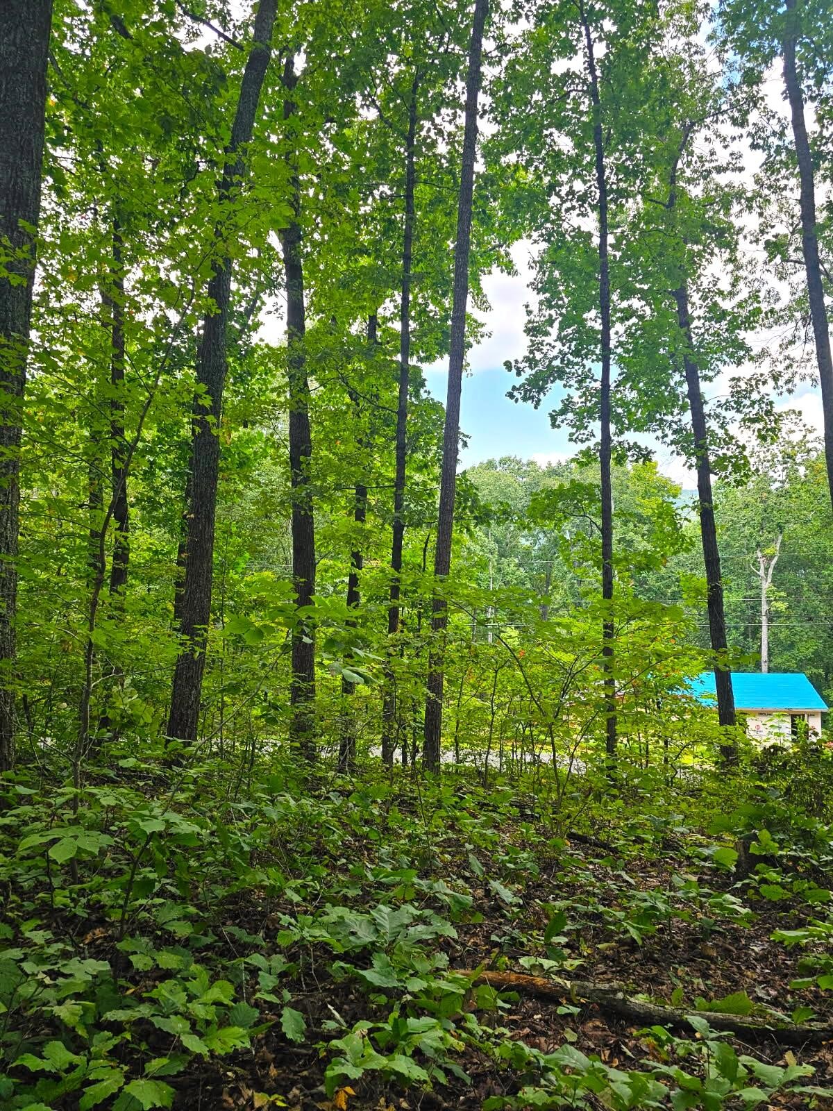 0 Sussex Road Dayton, TN 37321 - Photo 8 of 15 Gallery Image 8