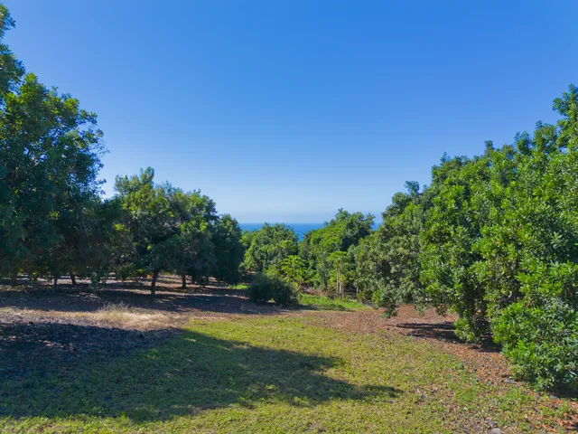a view of yard with green space