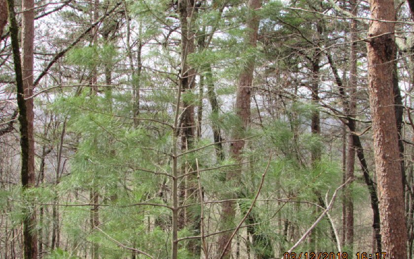 31 Firetower Road Jasper, GA 30143 - Photo 1 of 1 Main View