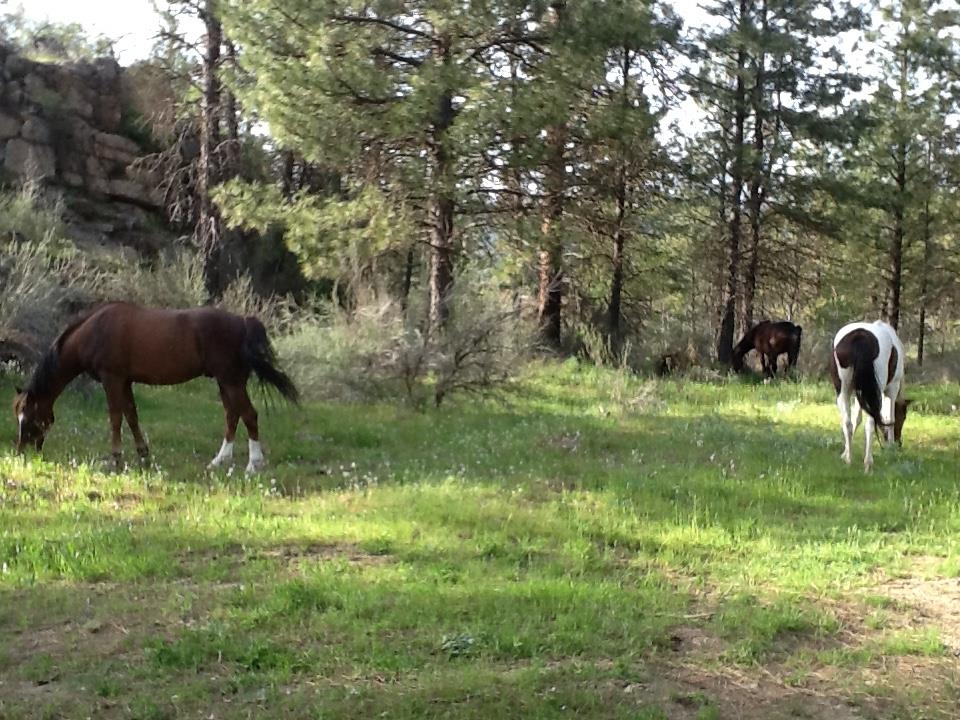 48428 Bull Run Road East Ford, WA 99013 - Photo 7 of 25