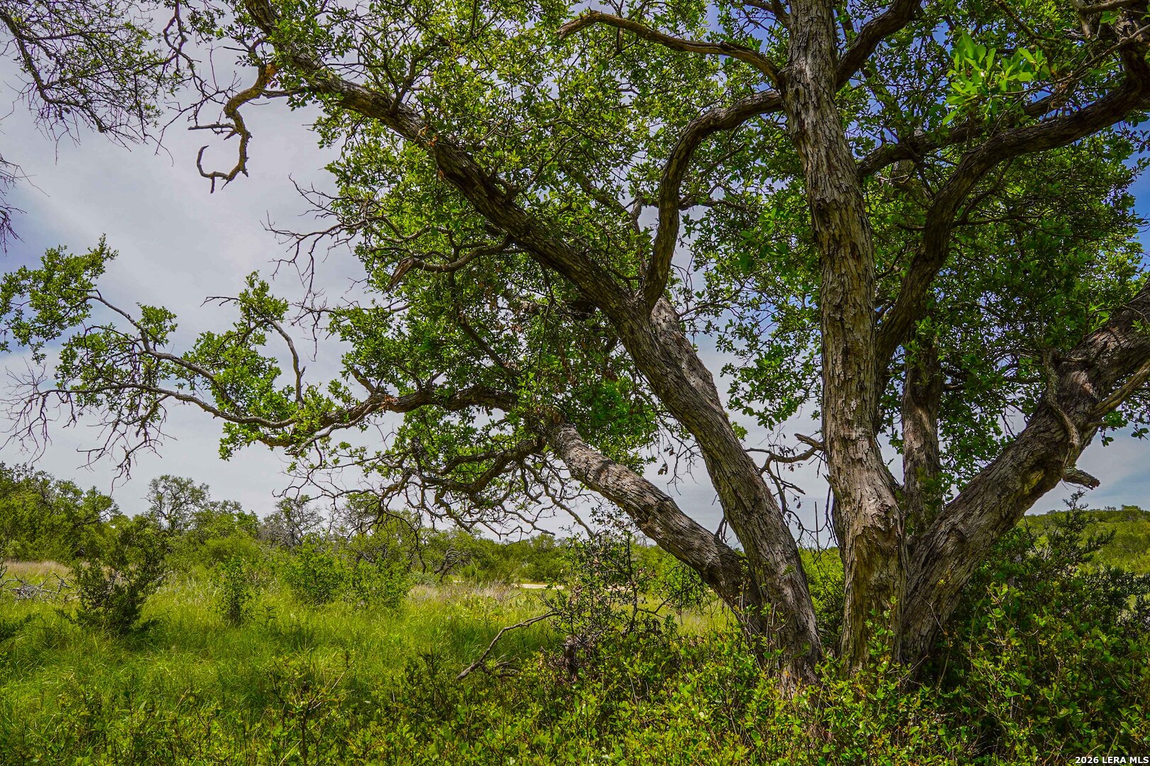 Tbd Cr 140 Junction, TX 76849 - Photo 13 of 24 a view of a tree in a garden