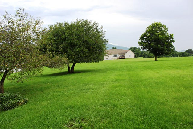 4501 Retreat Road Boones Mill, VA 24065 - Photo 6 of 57 a view of a garden with a tree