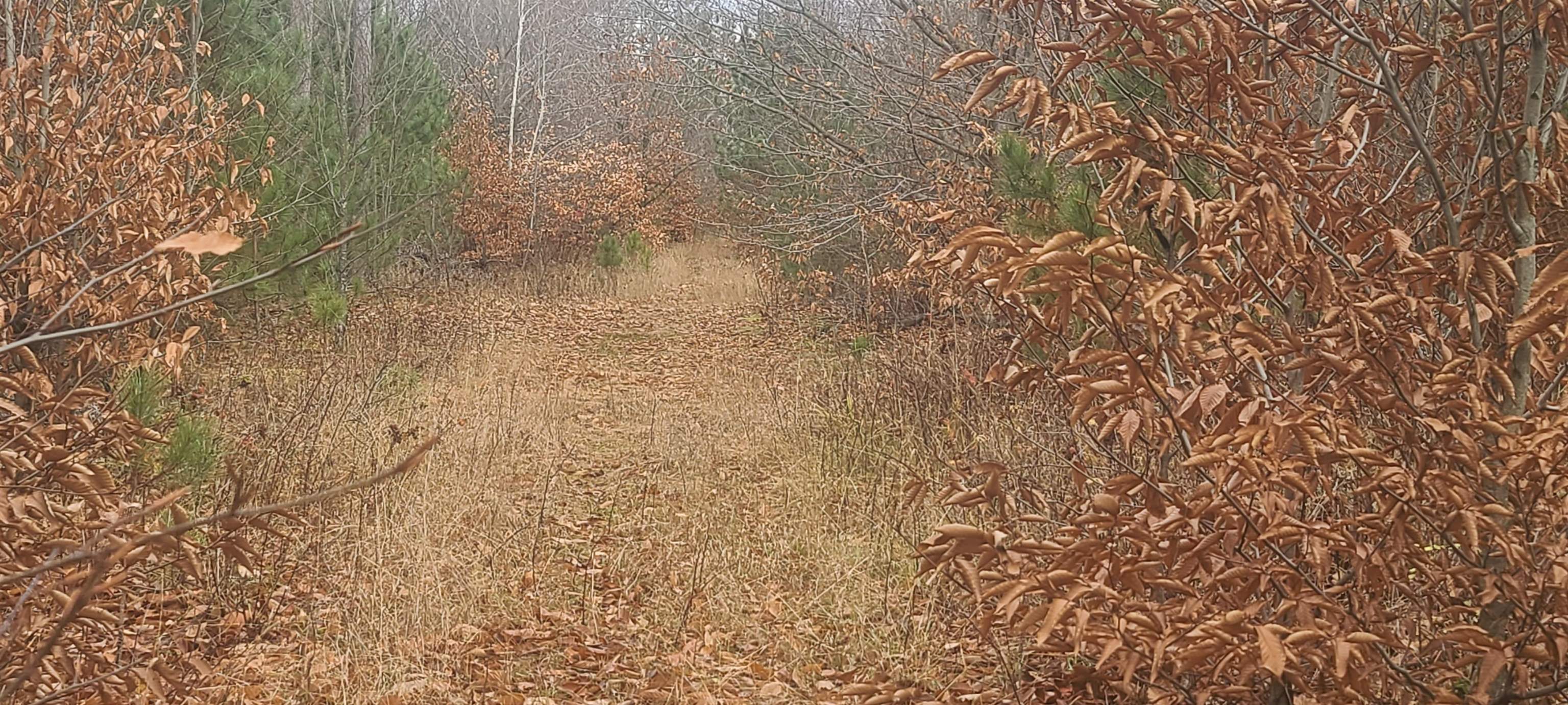 1 Pontius Road Southeast Kalkaska, MI 49646 - Photo 3 of 5