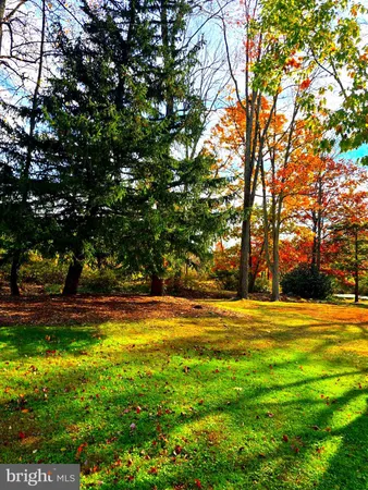 a view of a trees in a yard