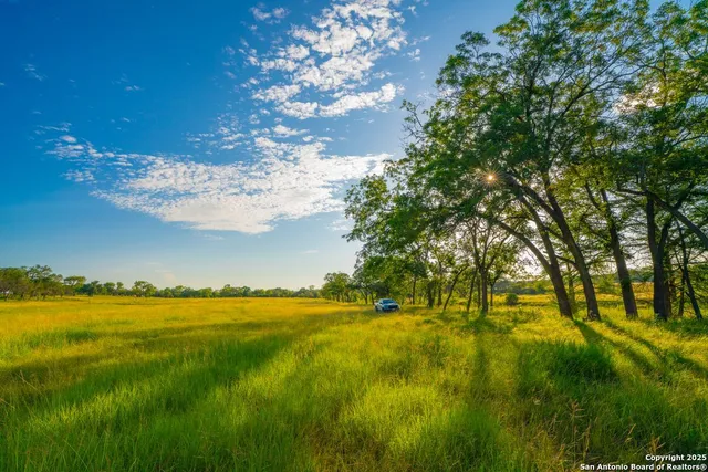 a view of a big yard with a large tree