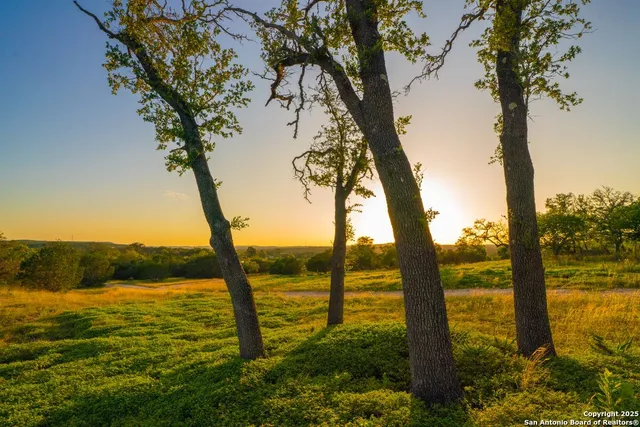 a view of yard with large trees