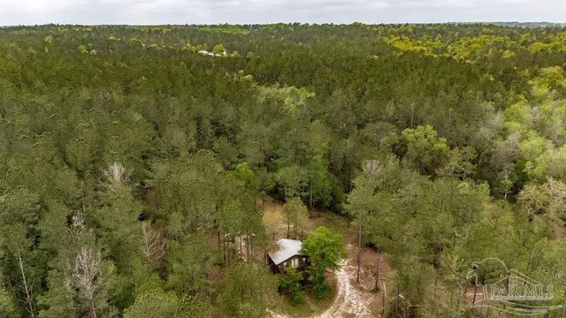 a view of a trees with of trees