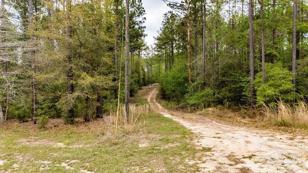 4660 Morristown Road Jay, FL 32565 - Photo 4 of 50