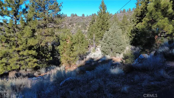 a view of a forest with a tree
