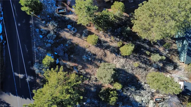 a plant that is in a garden