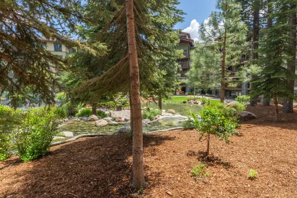 a view of a yard with plants and tree