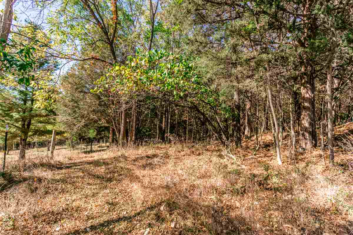 917 Roman Road Mount Sidney, VA 24467 - Photo 40 of 45 a view of a yard with a tree